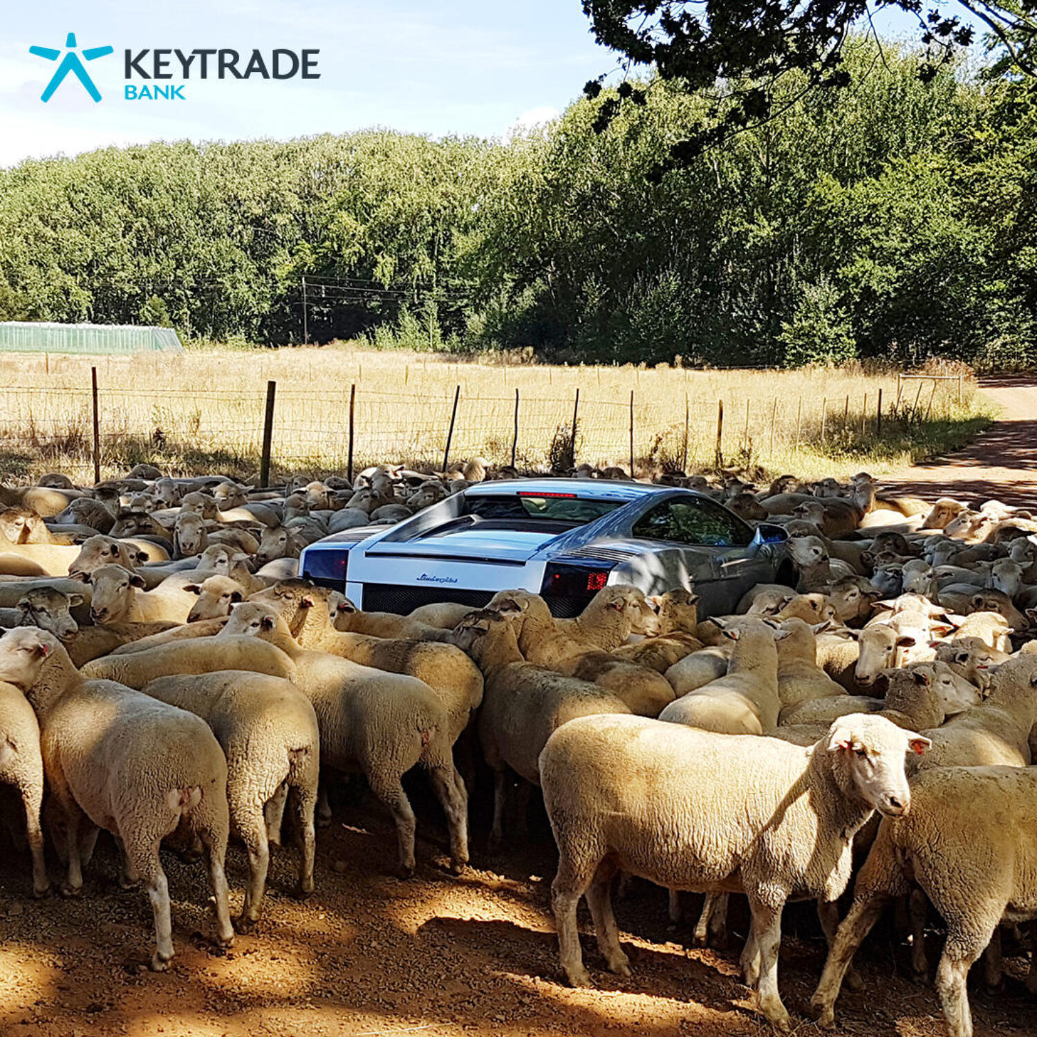 KEY_KEYPLAN_SHEEP_1x1_CASE_COVER_01