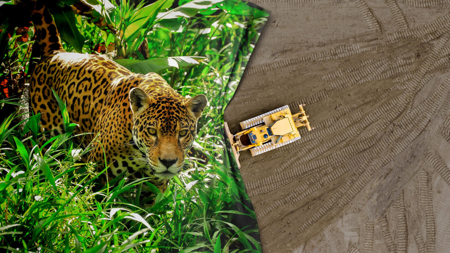 WWF_TOGETHER4FOREST_16x9_01